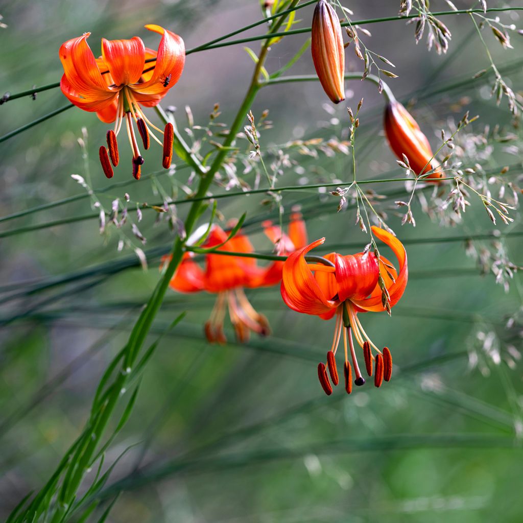 Lis botanique corail - Lilium pumilum
