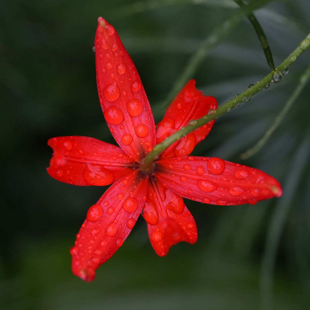 Lis botanique corail - Lilium pumilum