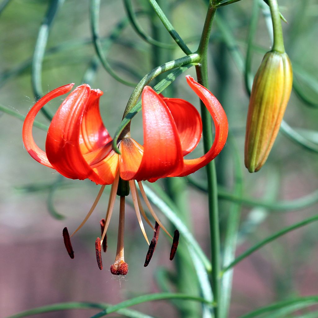 Lis botanique corail - Lilium pumilum