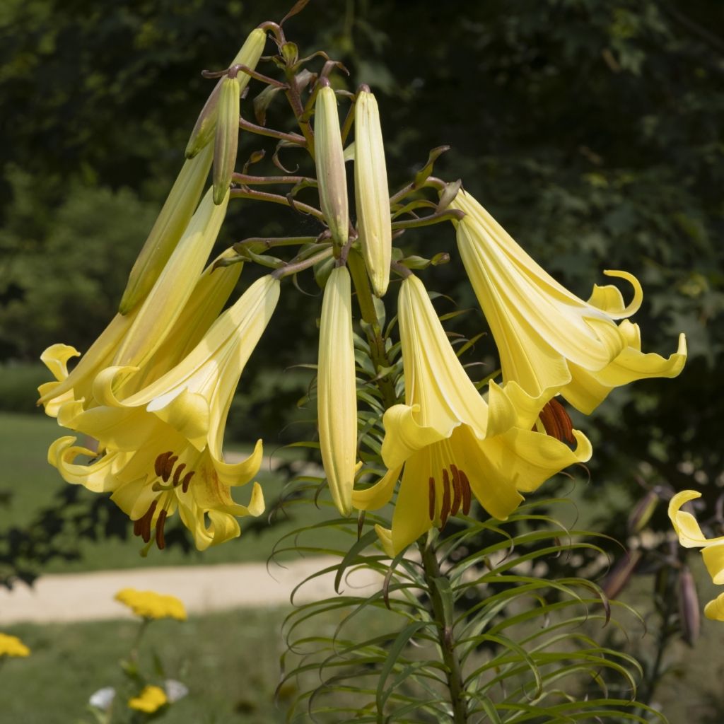 Lilium Honeymoon - Oriëntaalse lelie