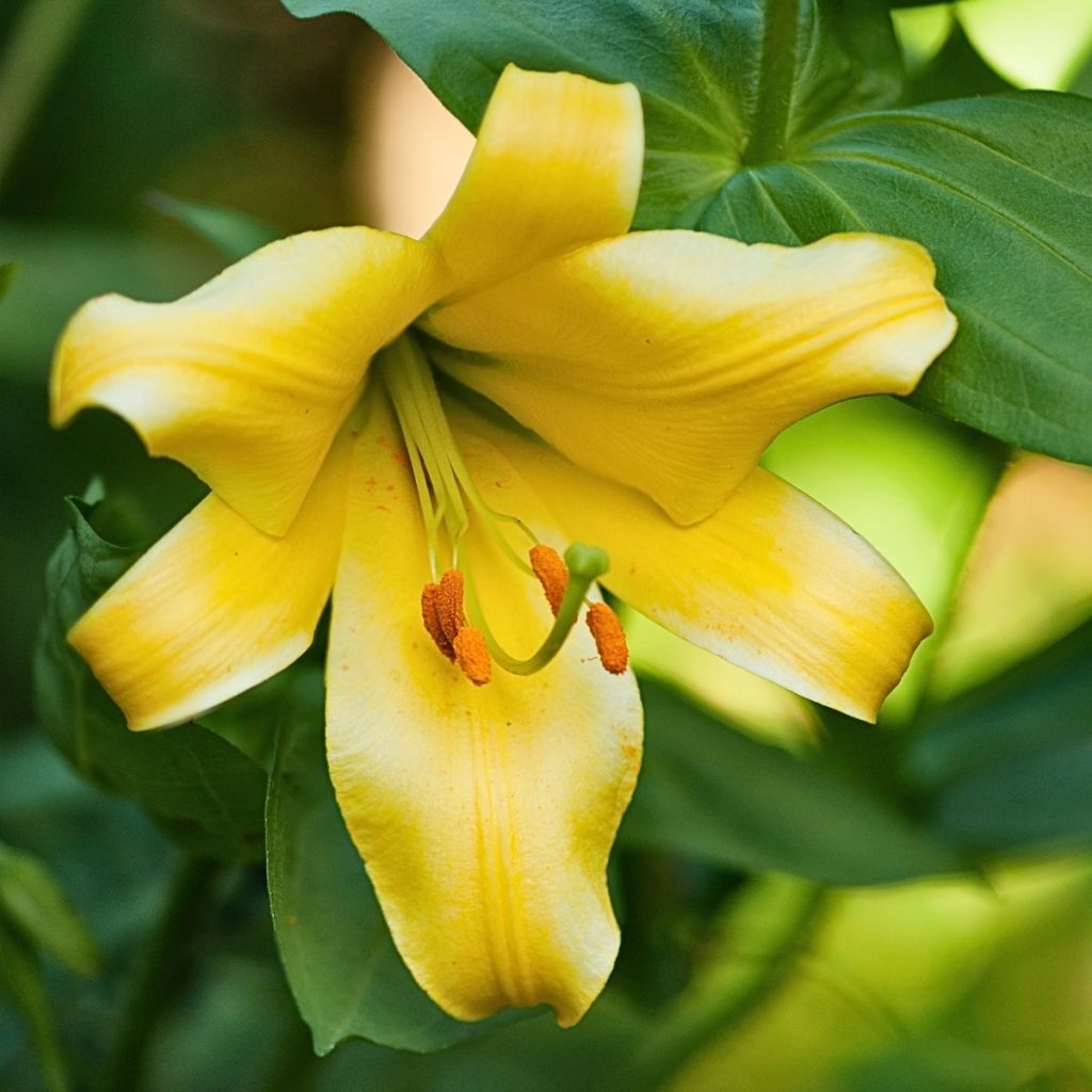 Lilium Honeymoon - Oriëntaalse lelie