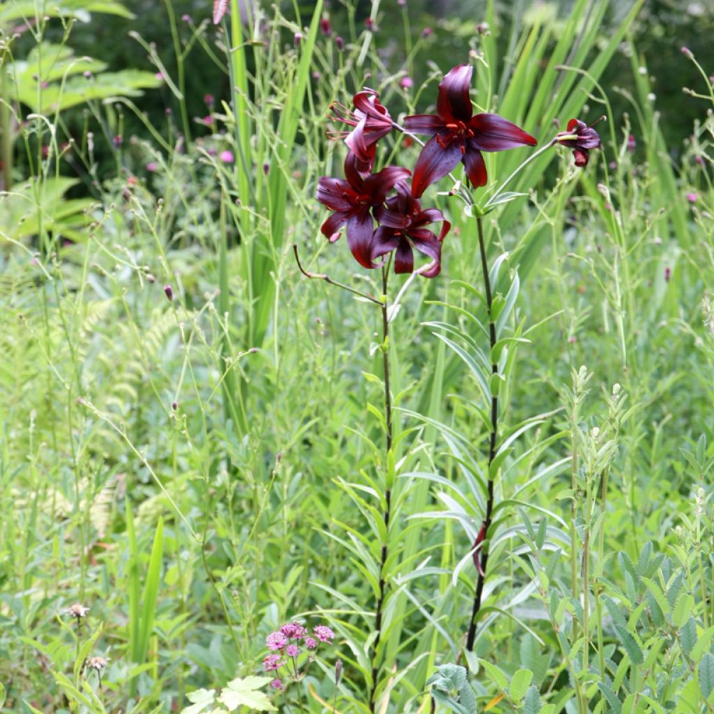 Lilium Night Flyers - Oriëntaalse lelie