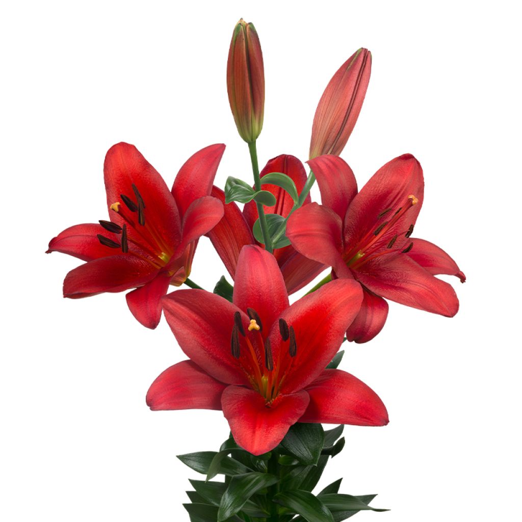 Lilium Orfeo - Aziatische Lelie