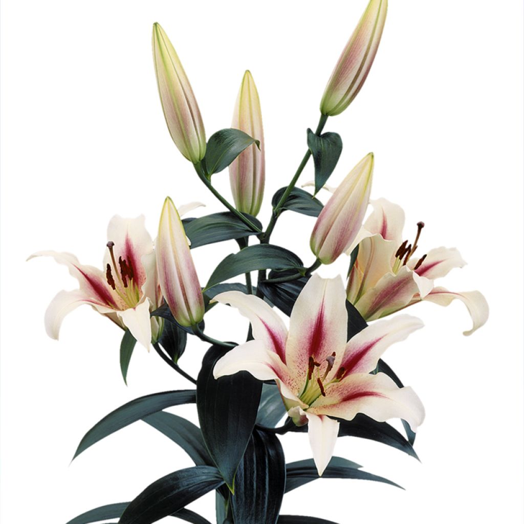 Lilium Nymph - Oriëntaalse lelie