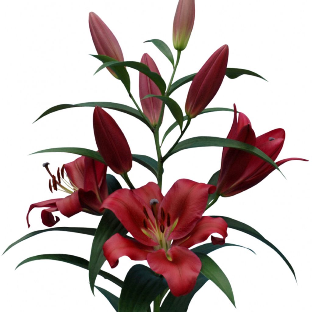 Lilium Red Desire - Oriëntaalse lelie