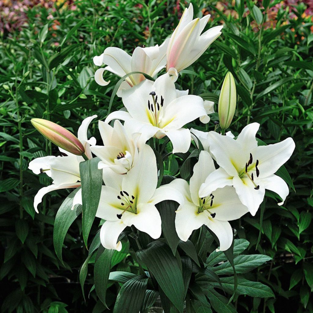 Lilium Saronno - Oriëntaalse lelie