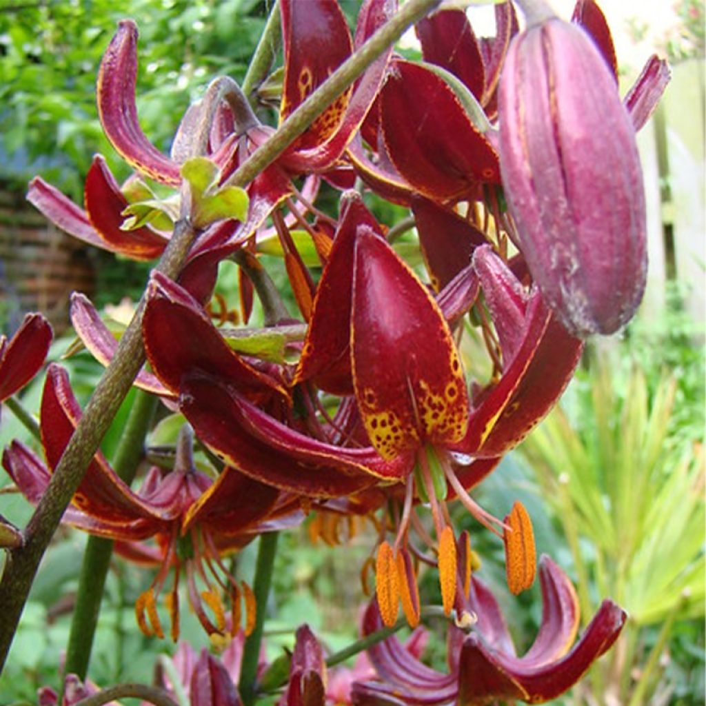 Lis martagon Claude Shride