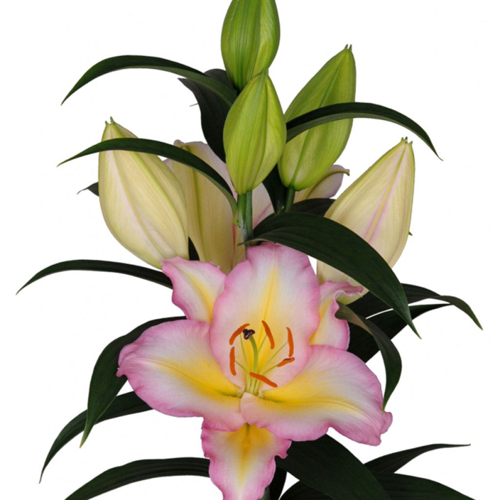 Lilium oriental Captain Tricolor - Oriëntaalse lelie