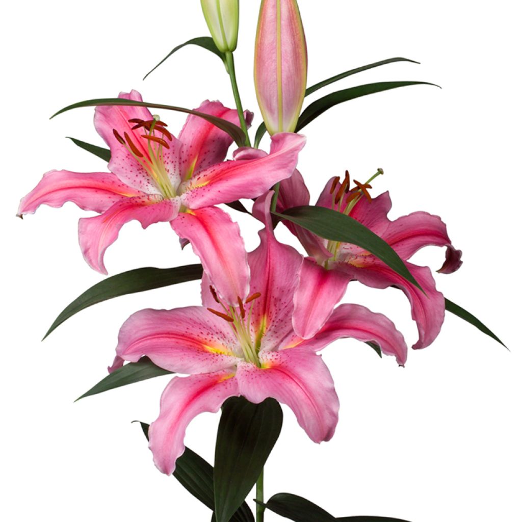 Lilium Lodi - Oriëntaalse lelie