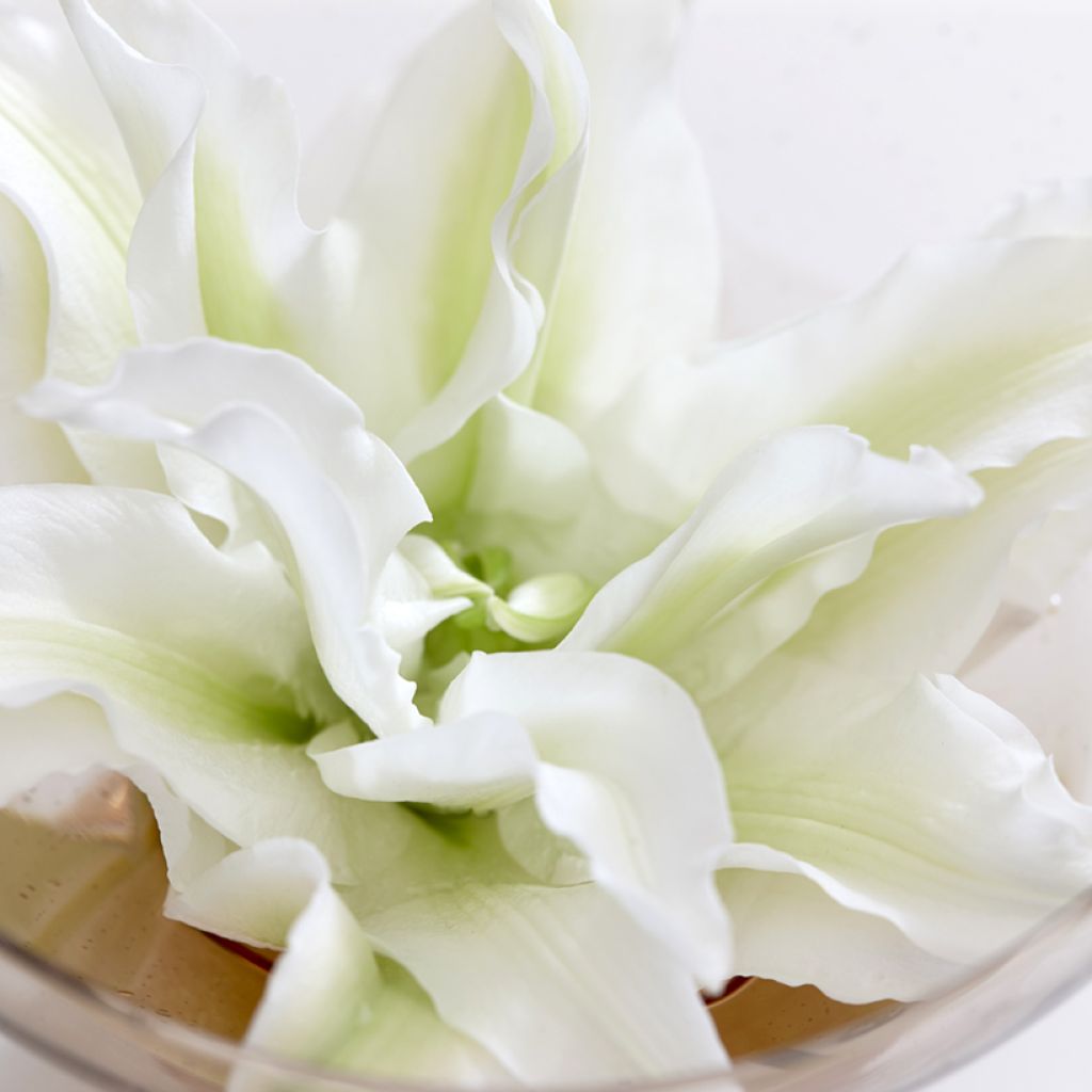 Lilium Roselily Aisha - Oriëntaalse lelie