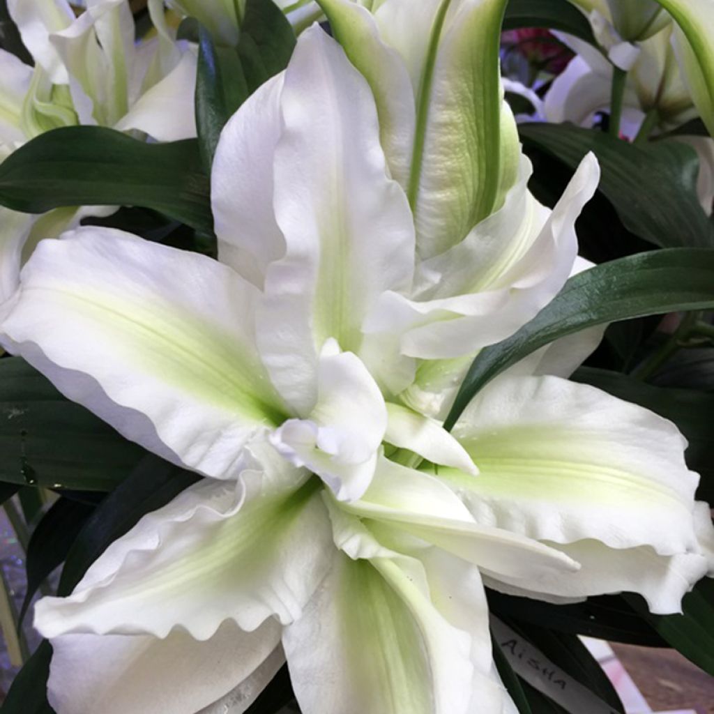 Lilium Roselily Aisha - Oriëntaalse lelie