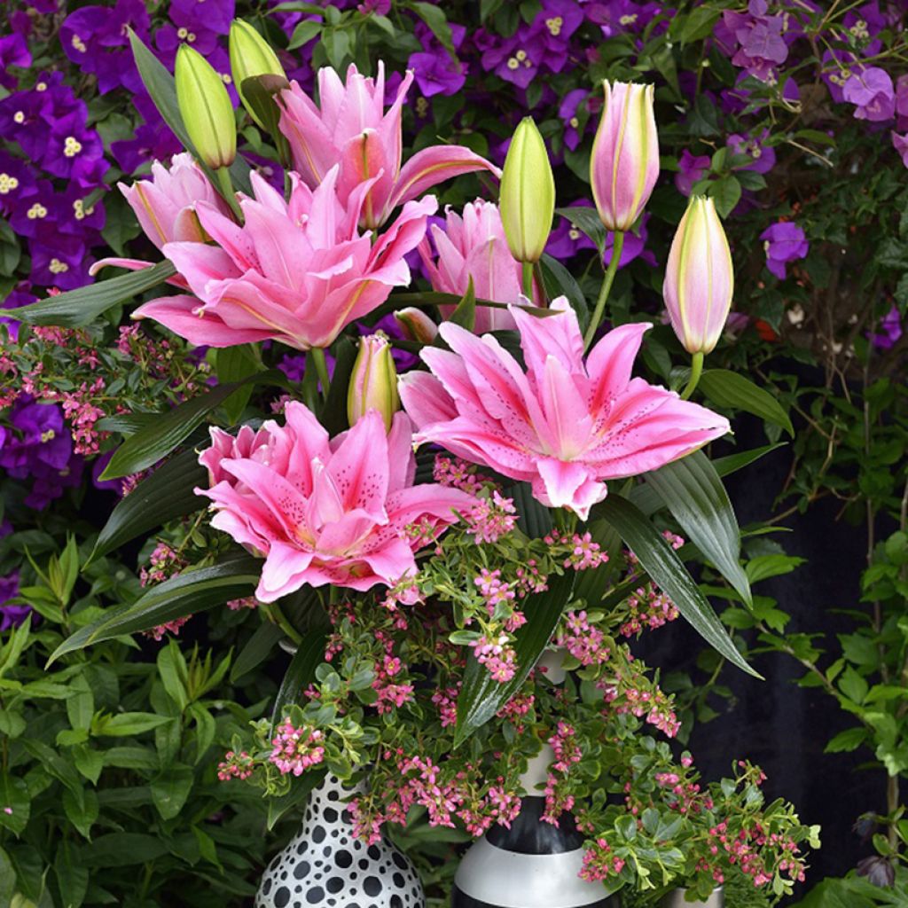 Lilium Roselily Viola - Oriëntaalse lelie