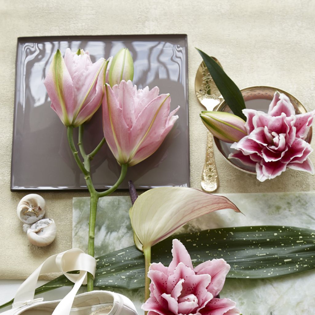 Lilium Roselily Viola - Oriëntaalse lelie