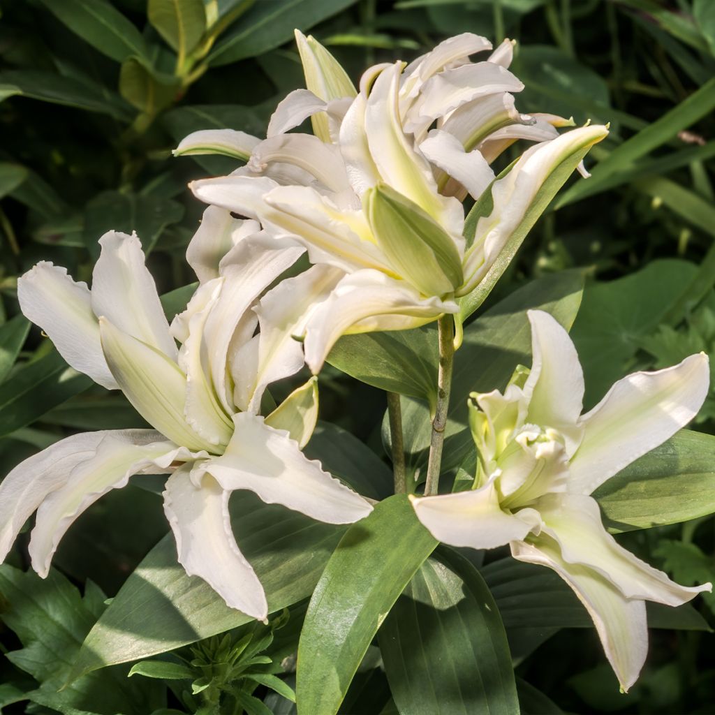 Lilium oriental Polar Star - Oriëntaalse Lelie