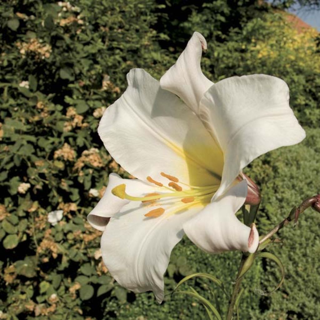Lilium regale - Koningslelie