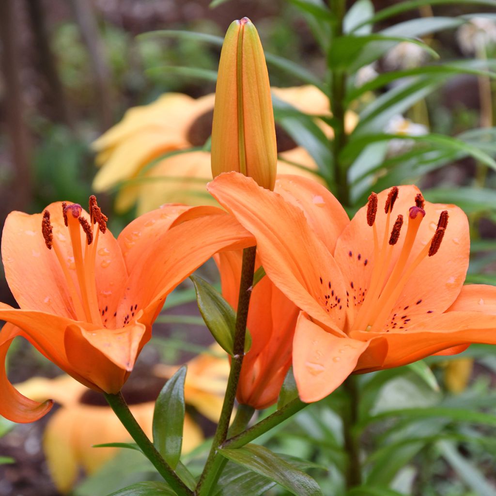 Lilium Tresor - Aziatische Lelie