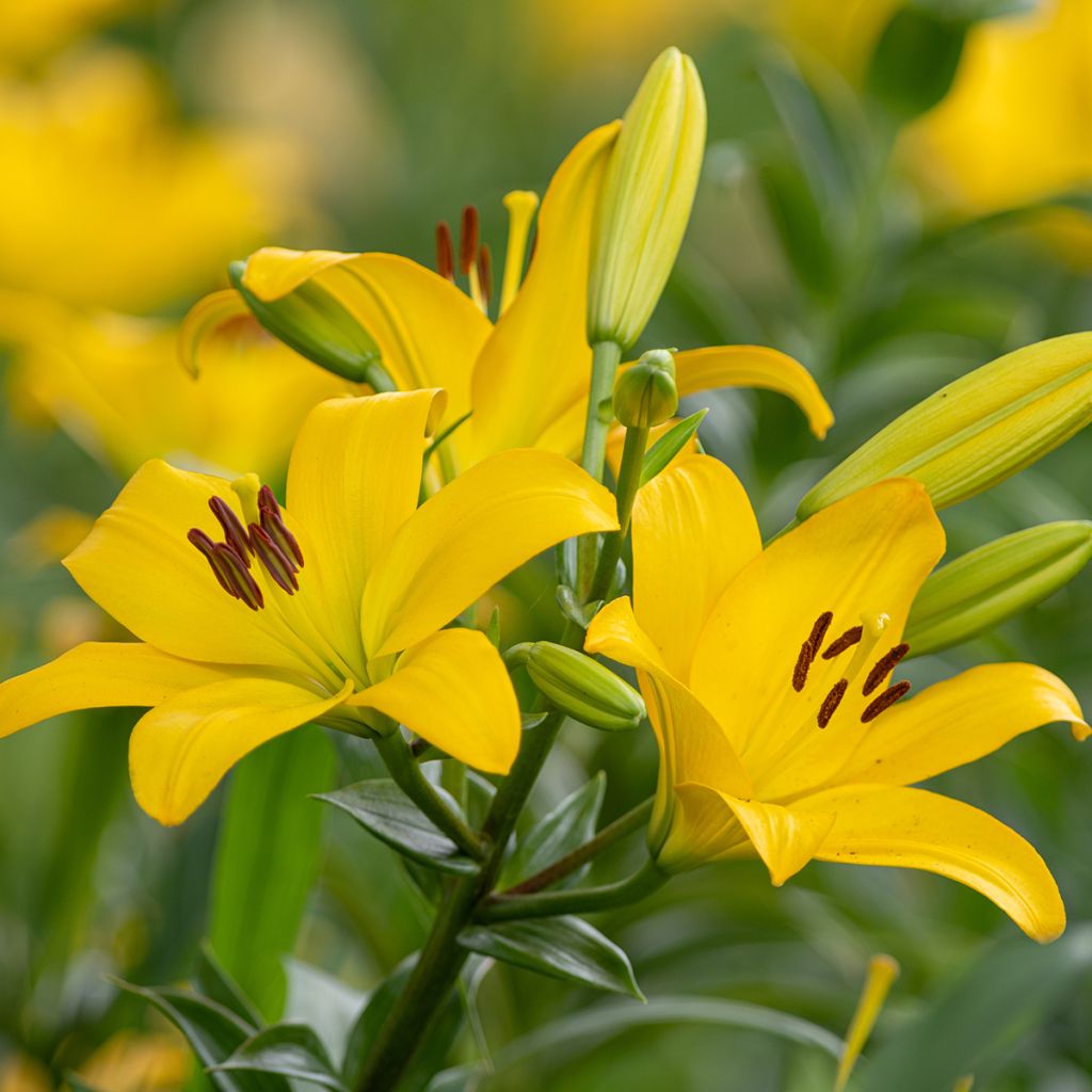 Lilium Kesla - Aziatische Lelie