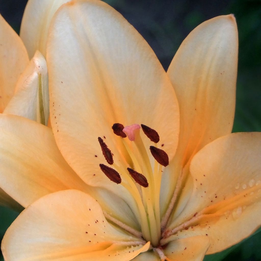 Lilium Menton - Trompetlelie