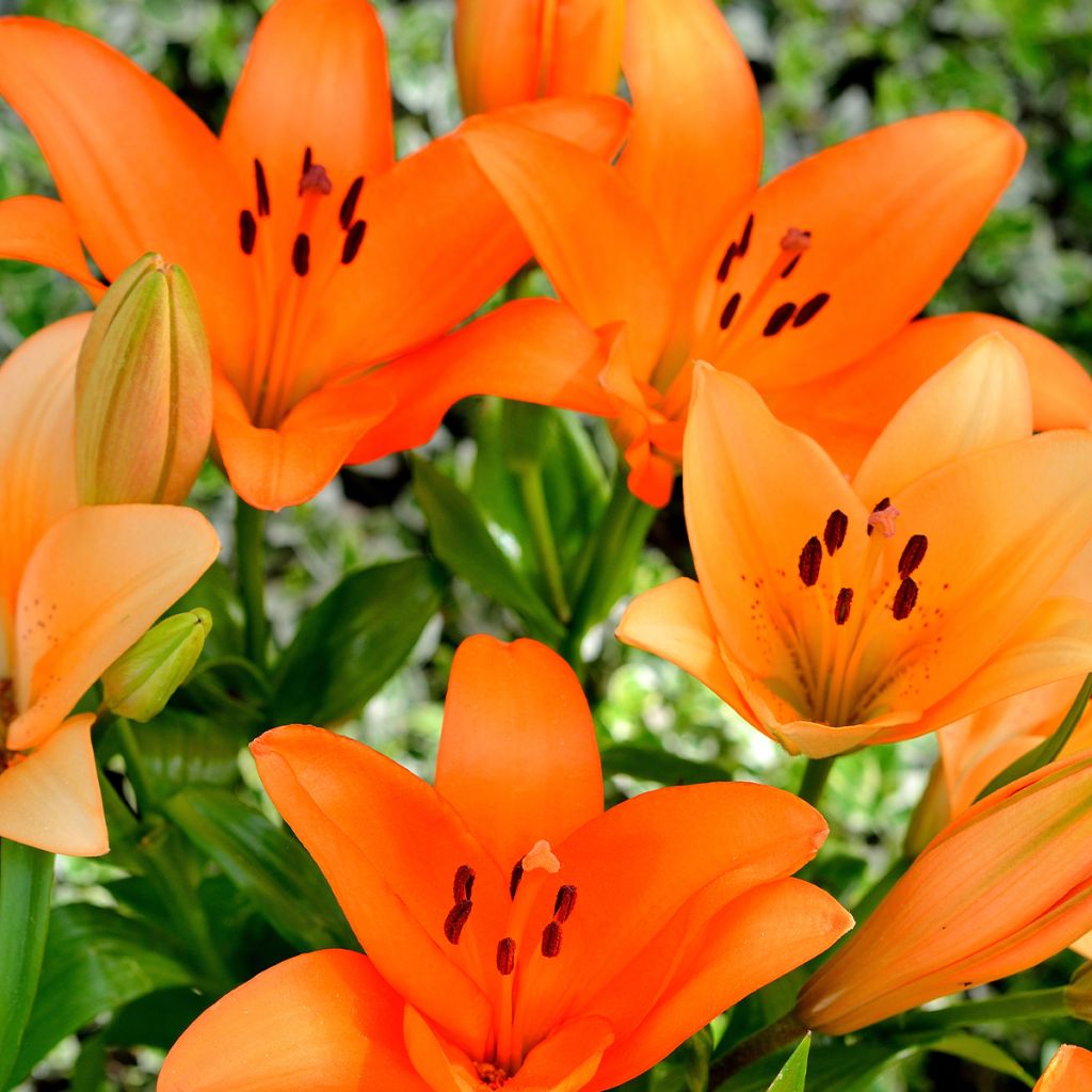 Lilium Surfside - Trompetlelie