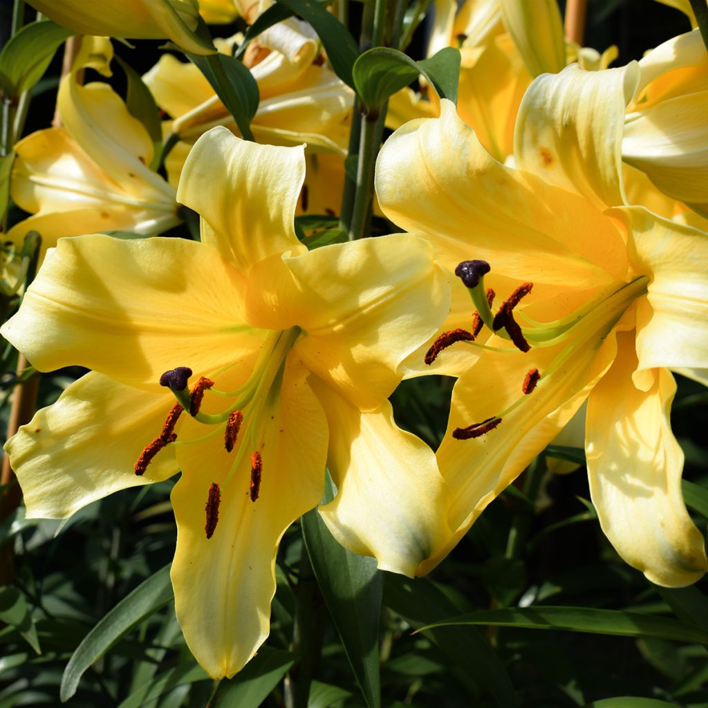 Lilium oriental Corcovado - Oriëntaalse lelie