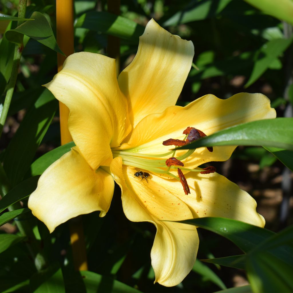 Lilium oriental Corcovado - Oriëntaalse lelie