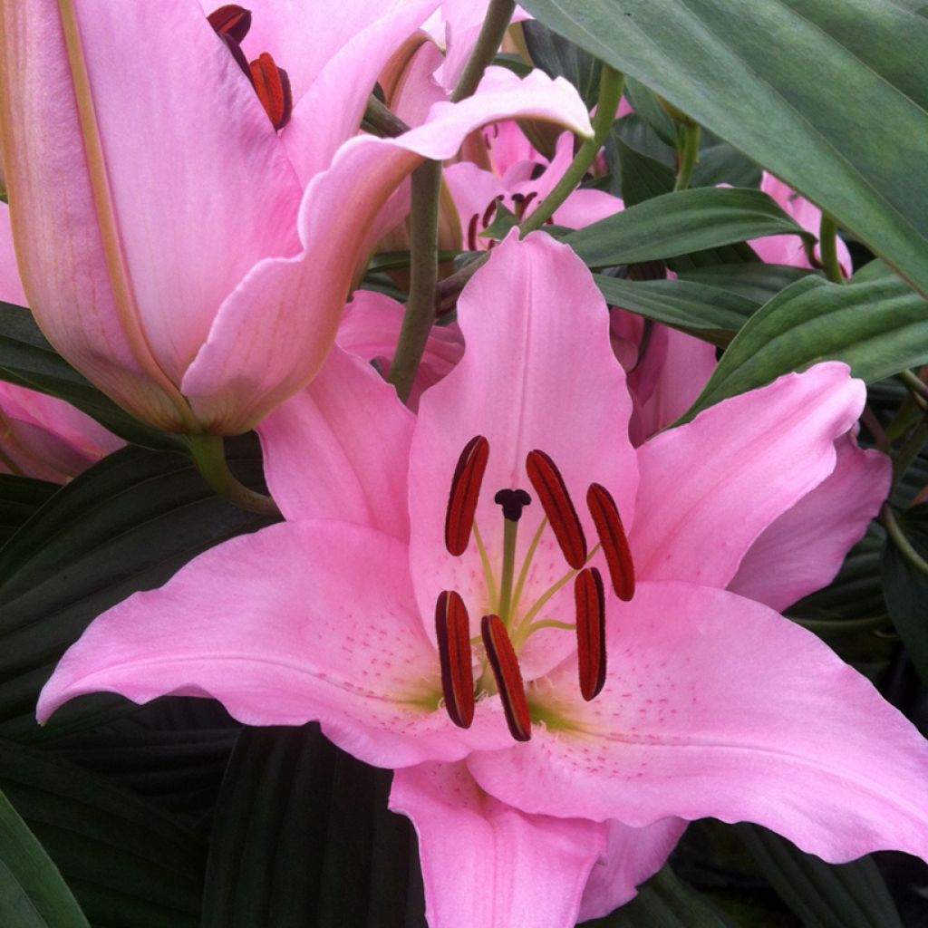 Lilium oriental Mistero - Oriëntaalse lelie