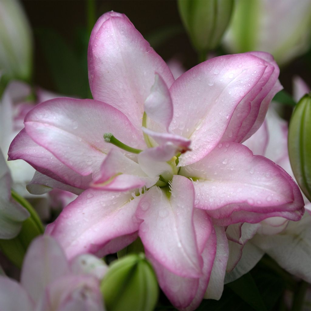 Lilium Roselily Anouska - Oriëntaalse lelie