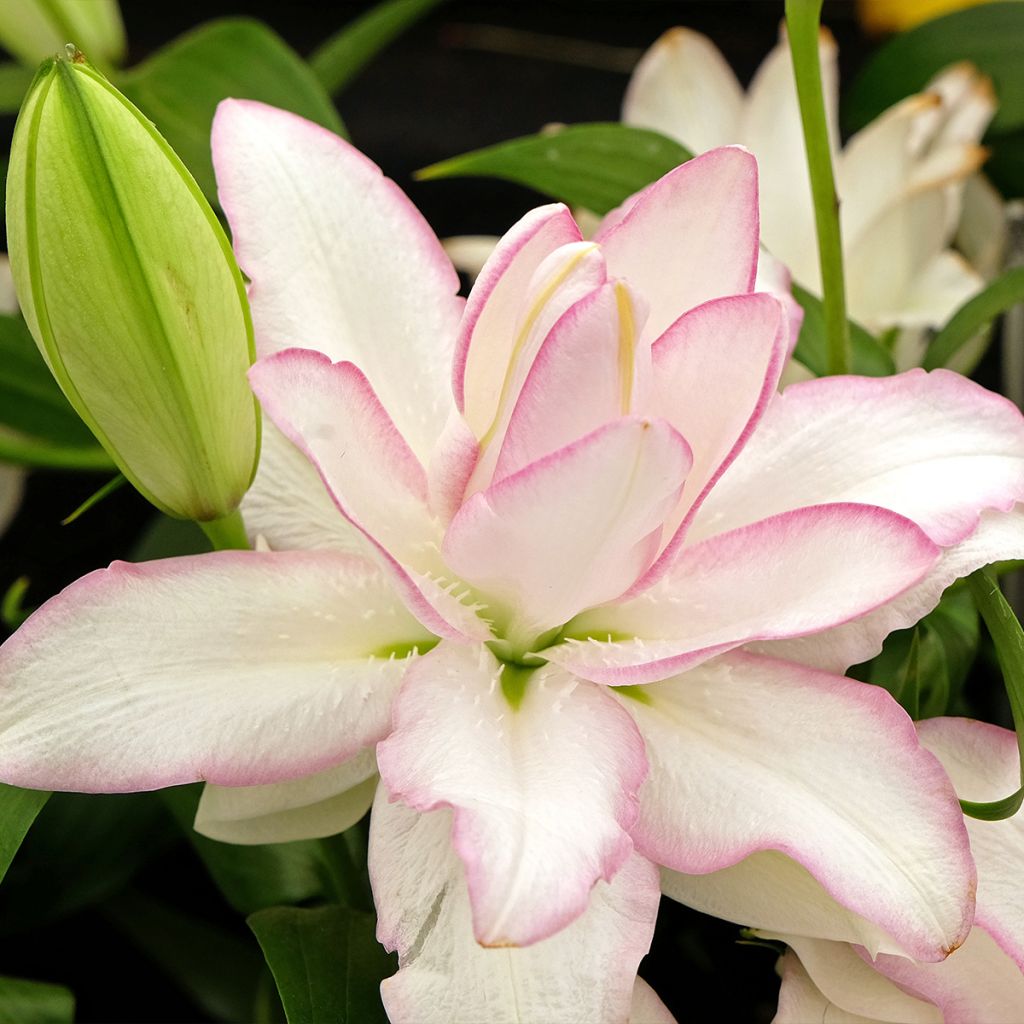 Lilium Roselily Anouska - Oriëntaalse lelie