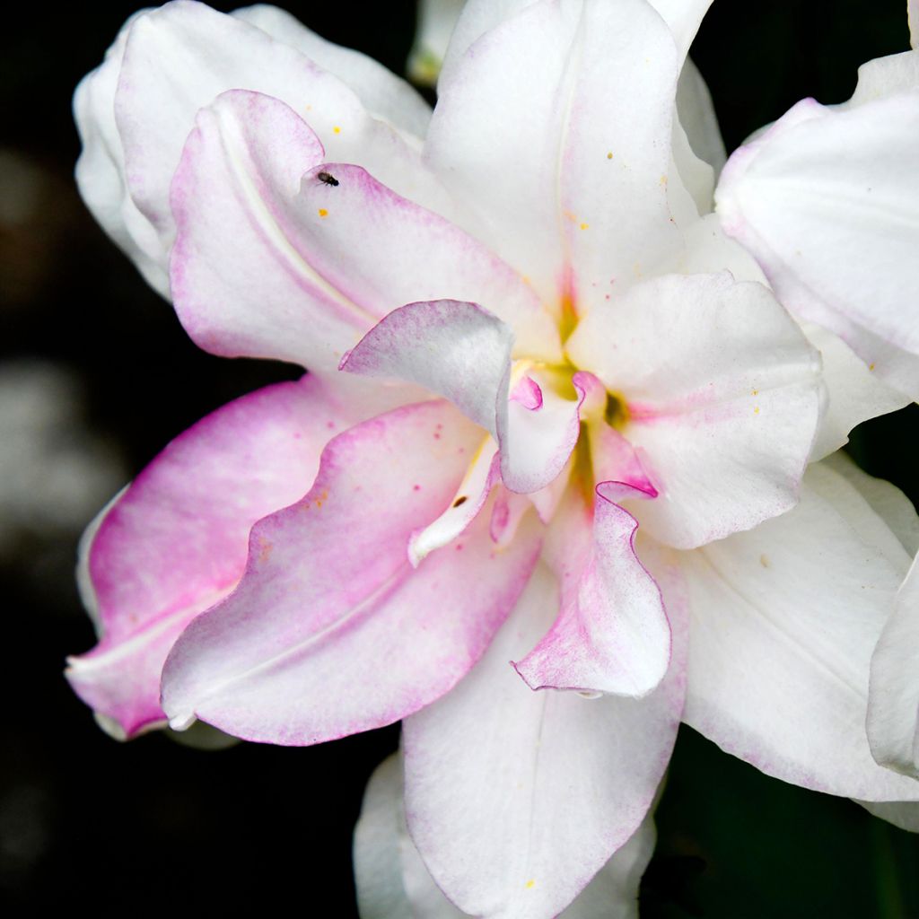 Lilium Roselily Anouska - Oriëntaalse lelie