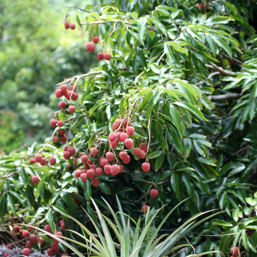 Lychee Kwai May Pink - Litchi chinensis