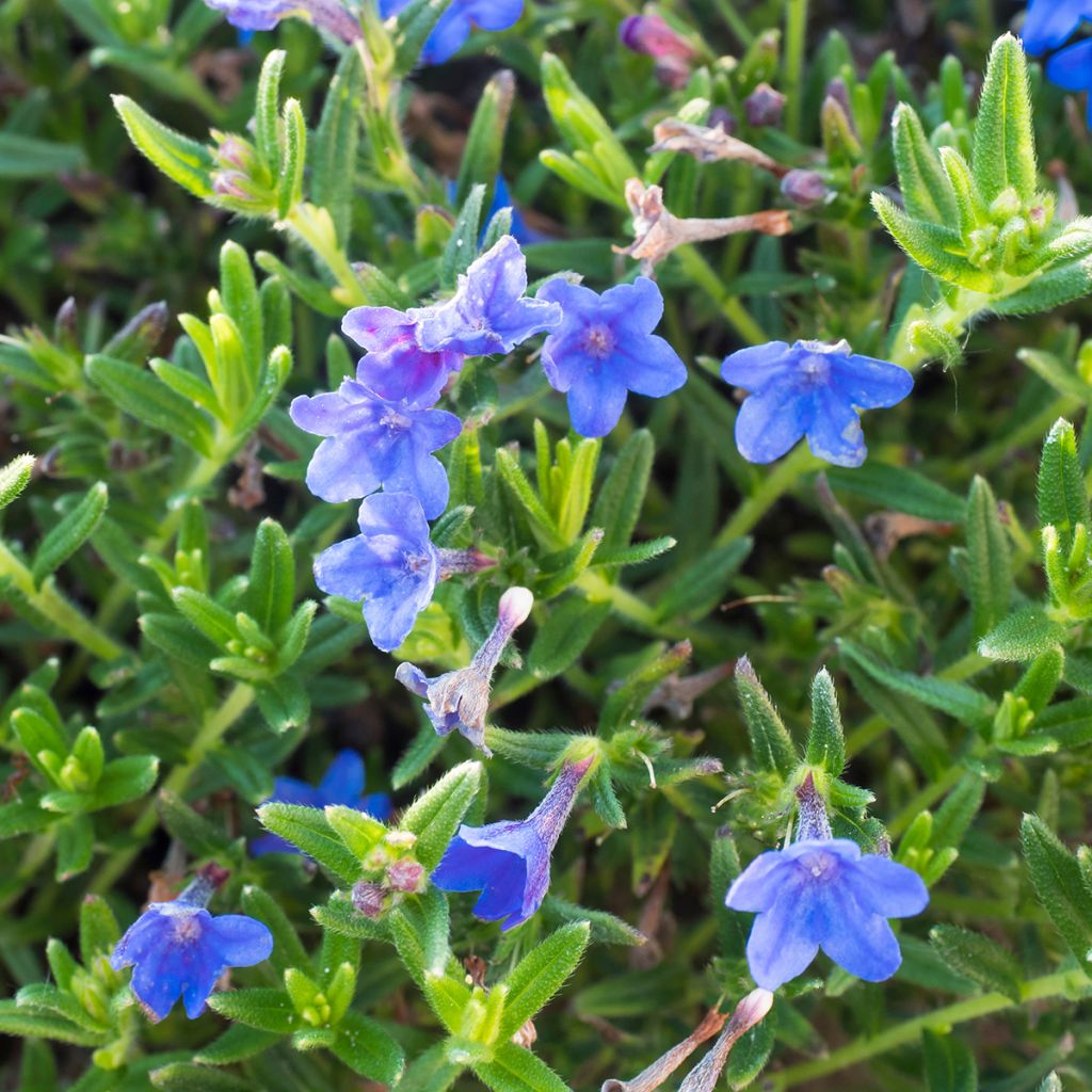 Lithodora diffusa Heavenly Blue - Steenzaad