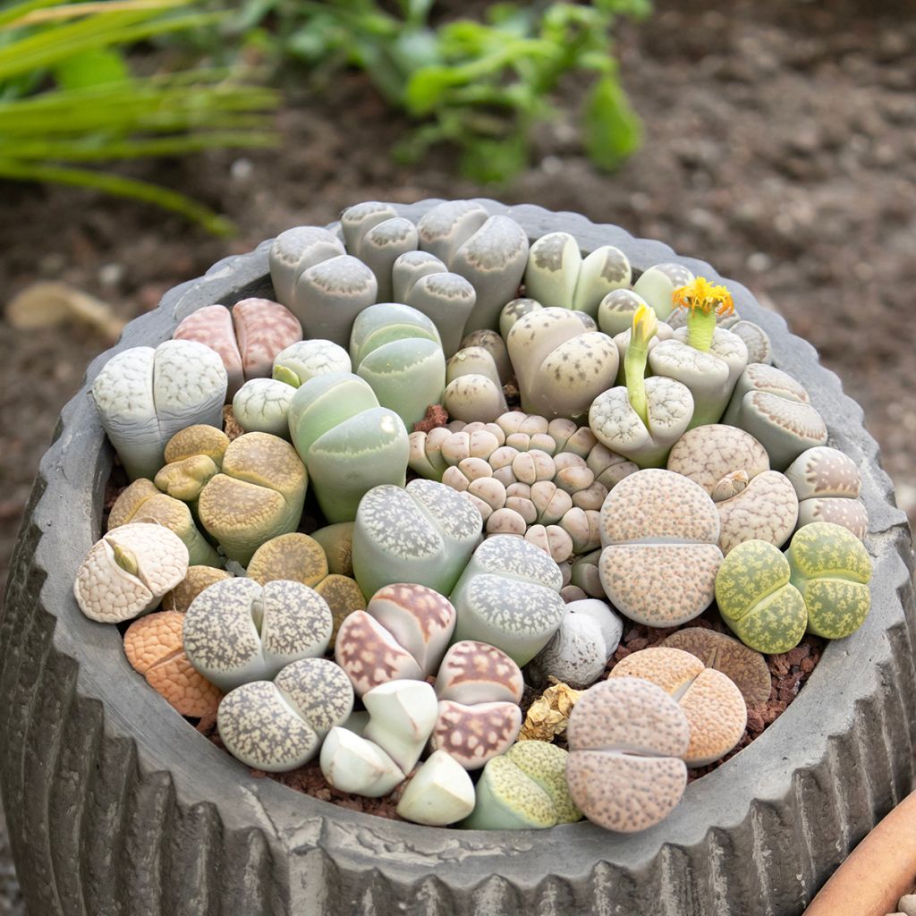 Lithops Pebble Plants Mixed (zaad) - Levende steentjes