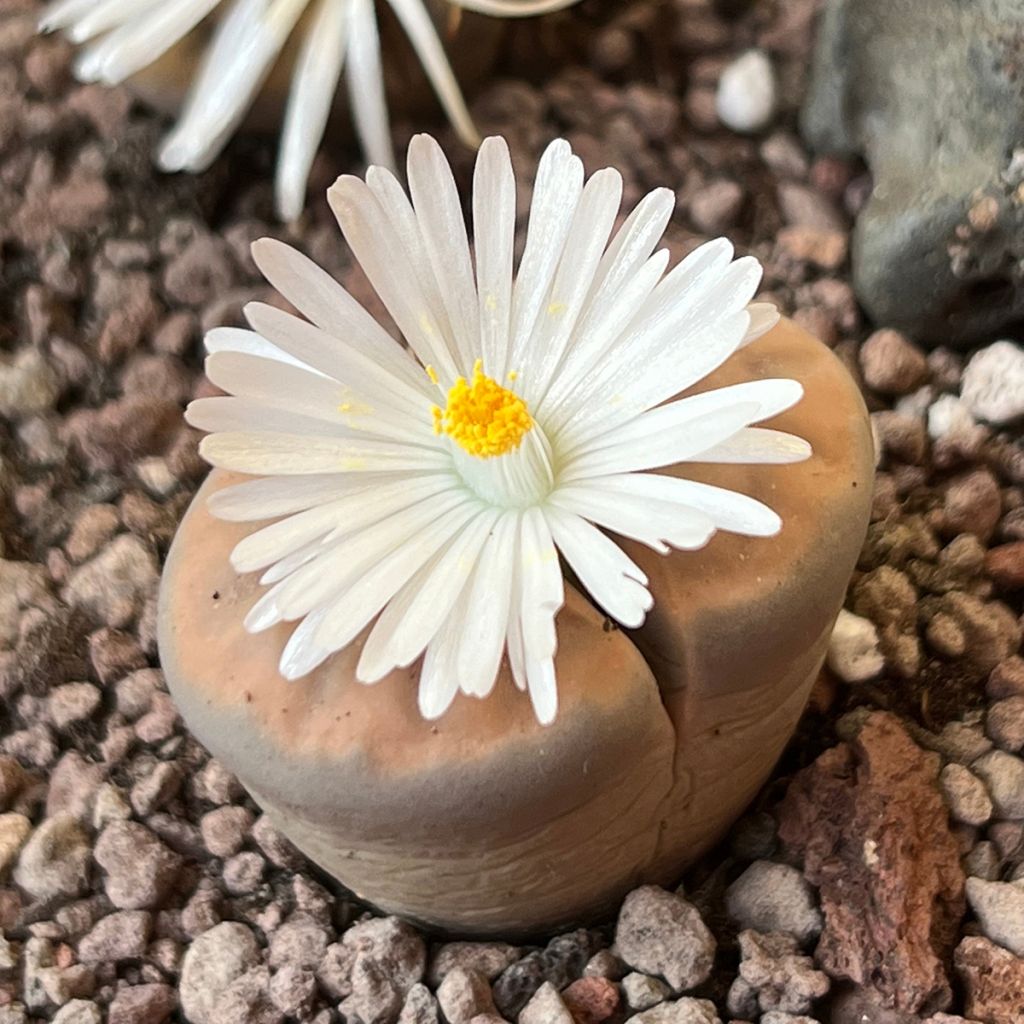 Lithops Pebble Plants Mixed (zaad) - Levende steentjes