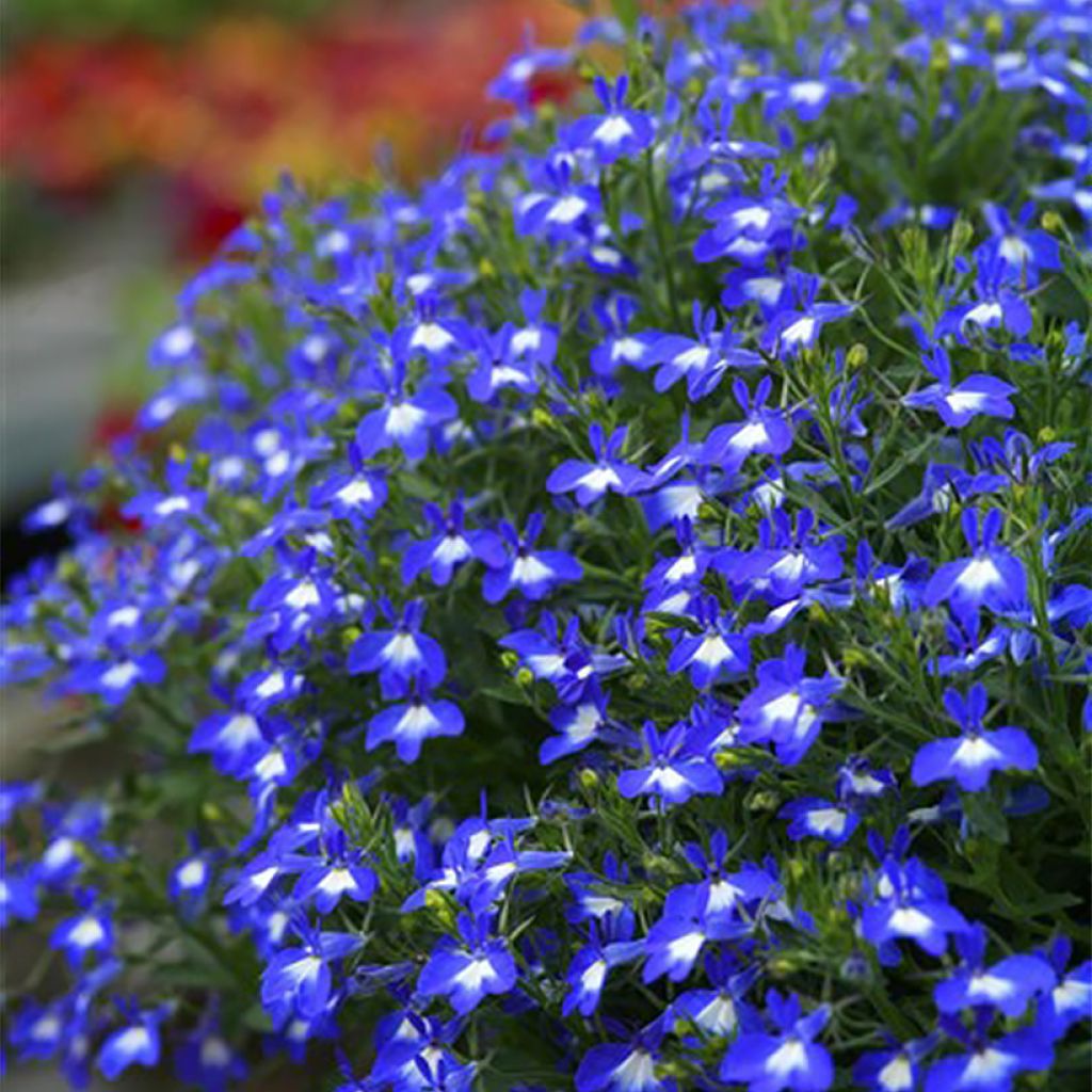 Lobelia Hot Bavaria - Hanglobelia