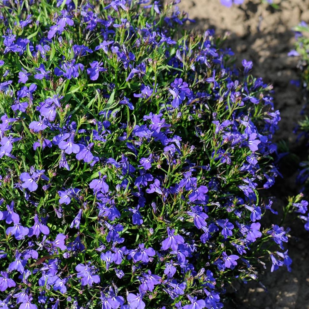 Lobelia Crystal Palace - Hanglobelia