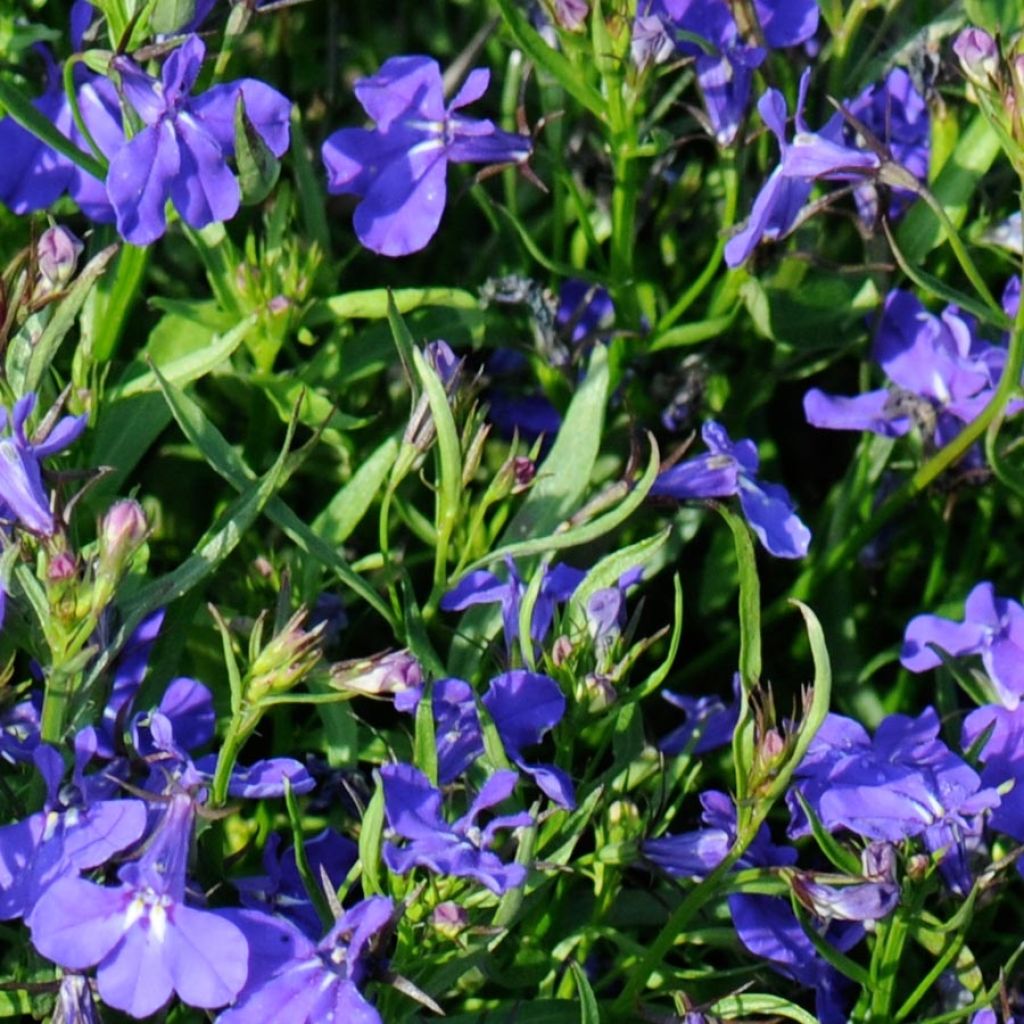 Lobelia Crystal Palace - Hanglobelia