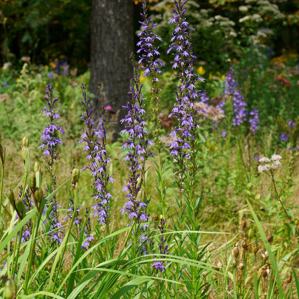 Lobelia sessilifolia - Waterlobelia
