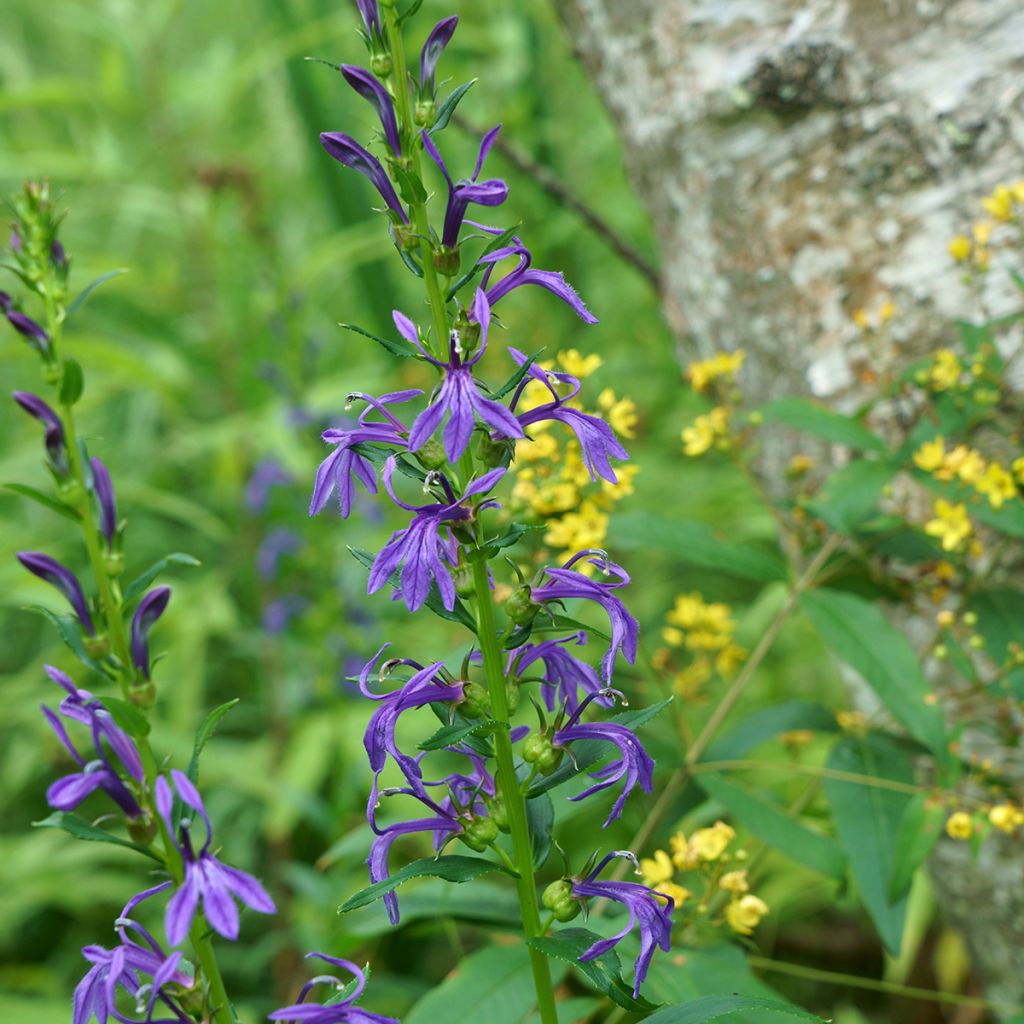 Lobelia sessilifolia - Waterlobelia