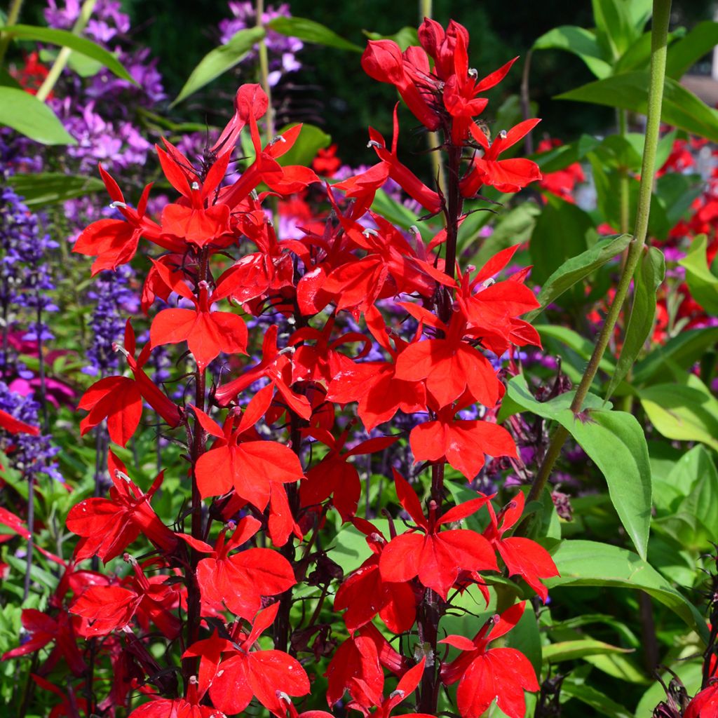 Lobelia speciosa Fan Burgundy - Scharlaken lobelia