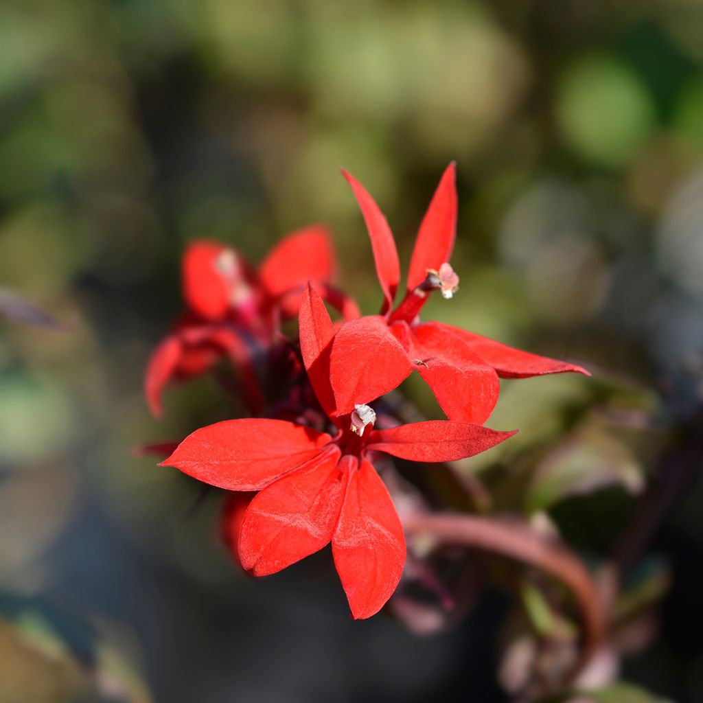 Lobelia speciosa Starship Scarlet - Scharlaken lobelia
