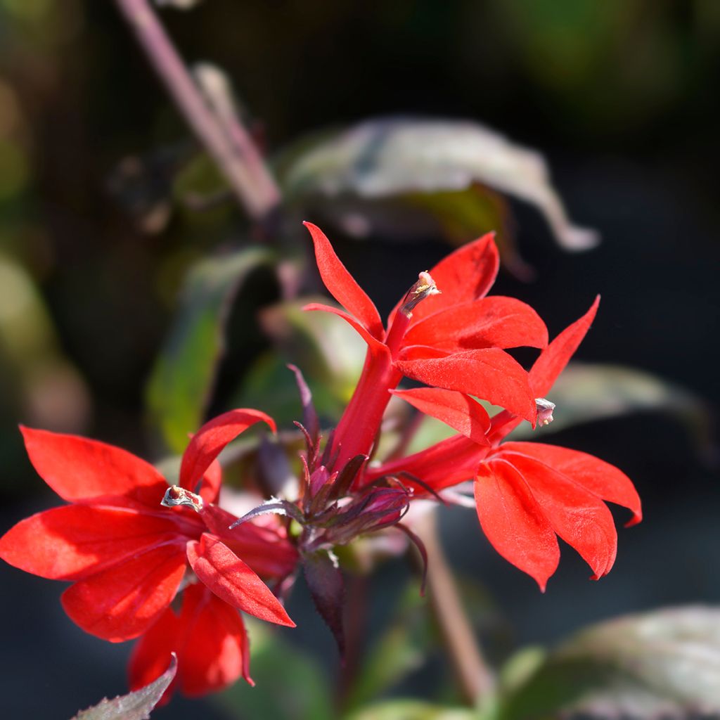 Lobelia speciosa Starship Scarlet - Scharlaken lobelia