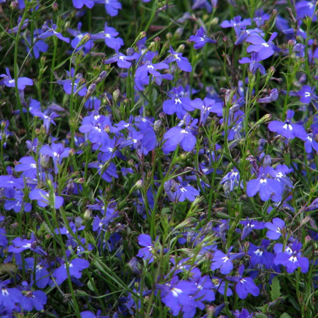 Lobelia erinus Sapphire Cascade (zaad) - Hanglobelia