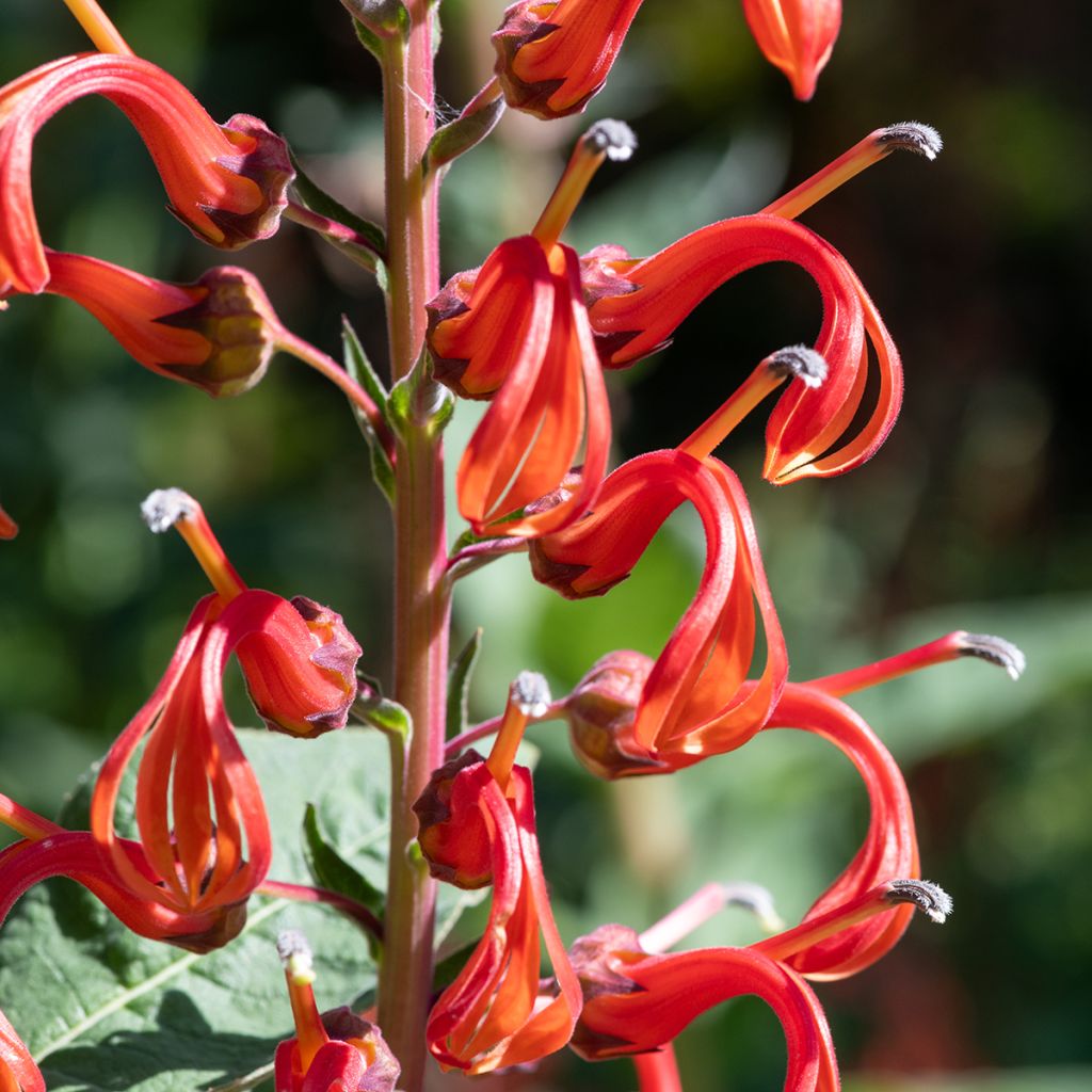 Lobelia tupa (zaad) - Lobelia