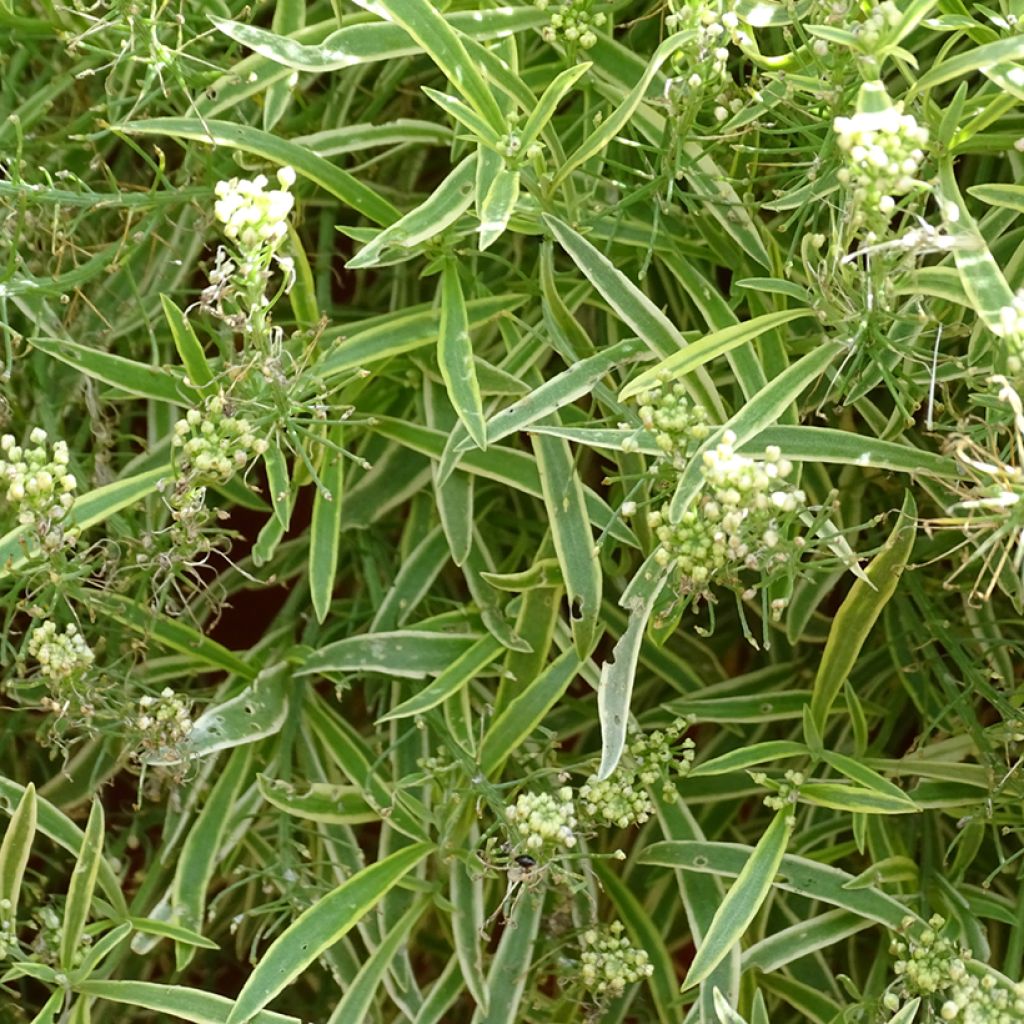Lobularia maritima Primavera Princess - Zilverschildzaad
