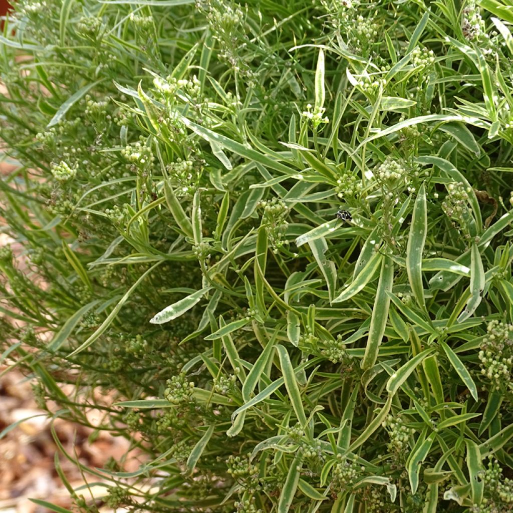 Lobularia maritima Primavera Princess - Zilverschildzaad
