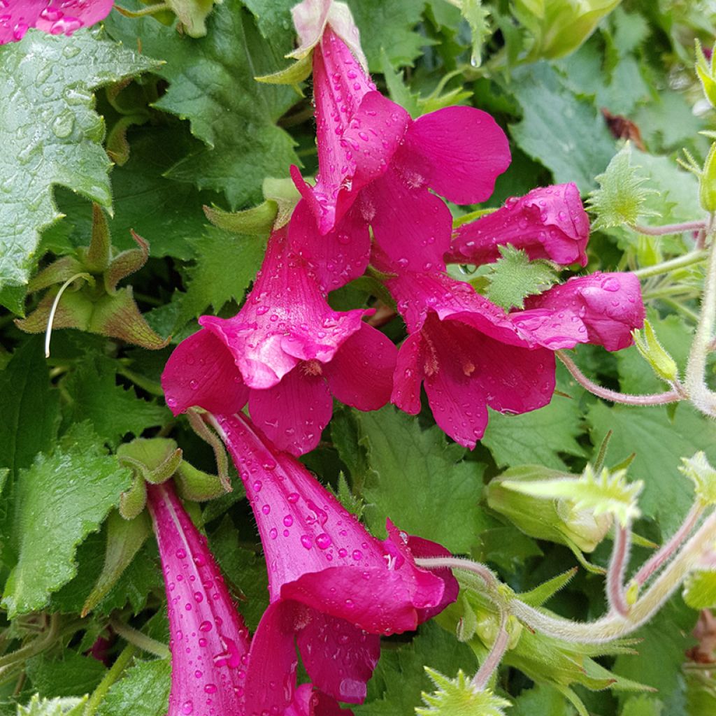 Lophospermum scandens Roze - Leeuwenmuiltje