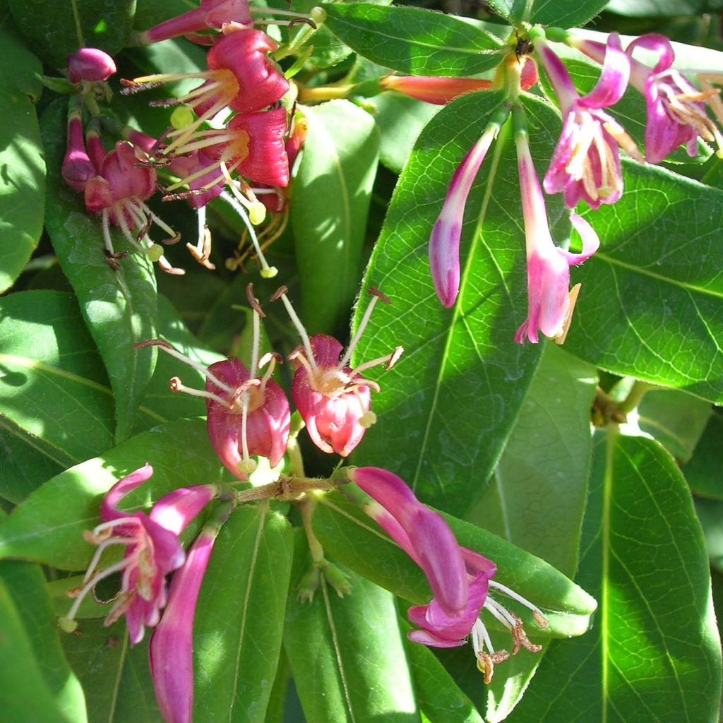 Lonicera henryi - Henry-kamperfoelie