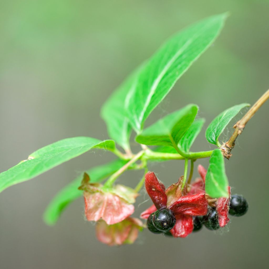 Lonicera involucrata var. ledebourii - Kamperfoelie