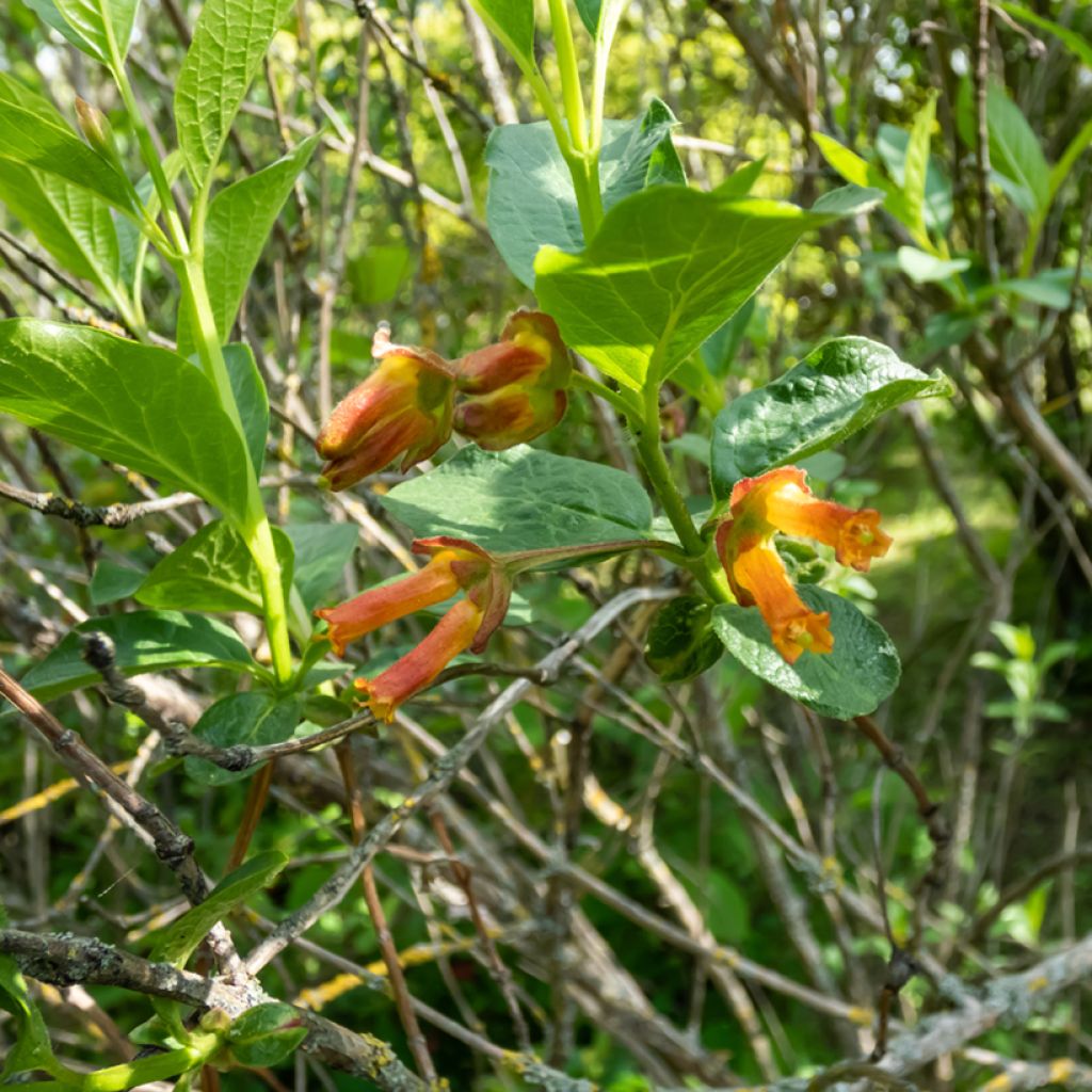 Lonicera involucrata var. ledebourii - Kamperfoelie