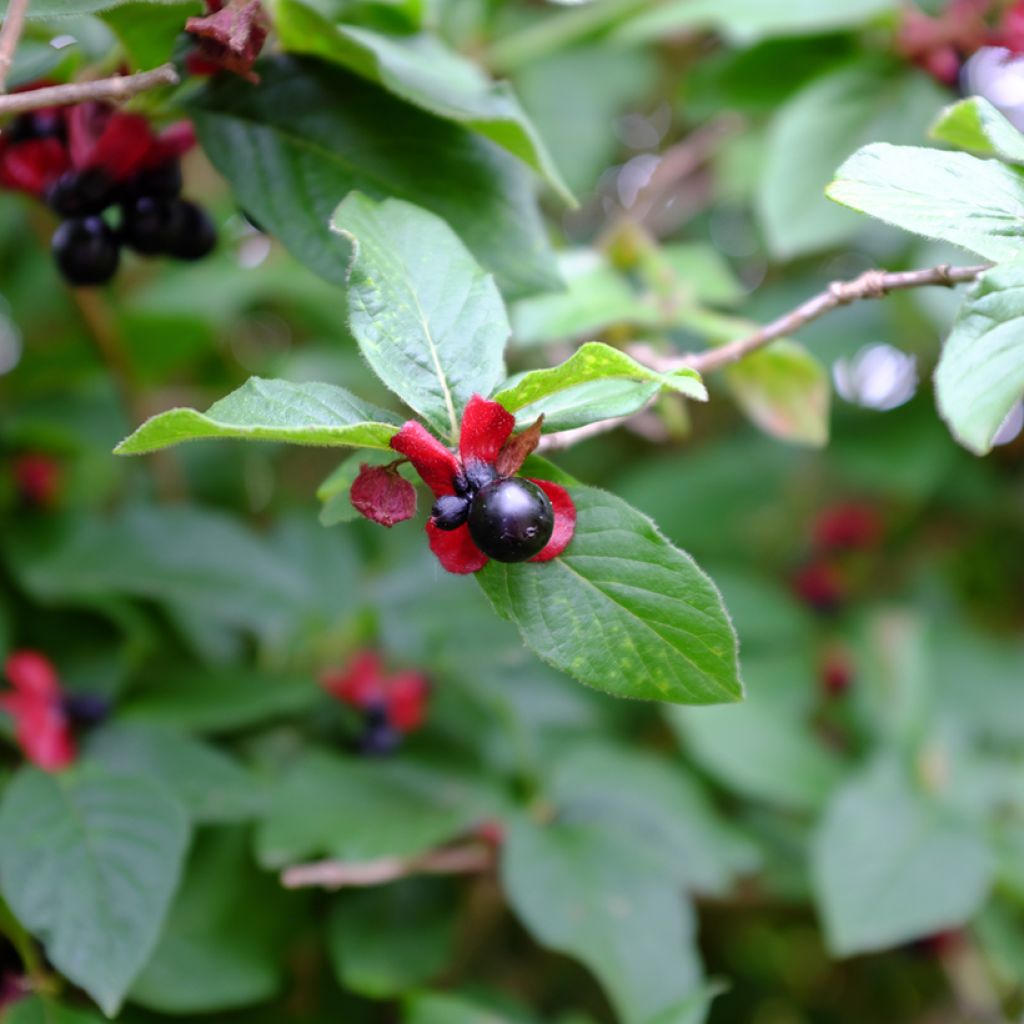 Lonicera involucrata var. ledebourii - Kamperfoelie